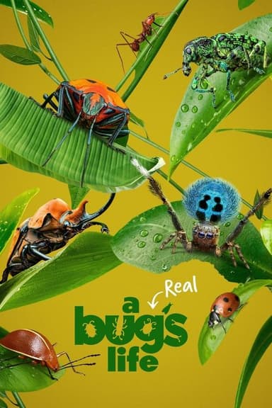 A Real Bug's Life (2024)